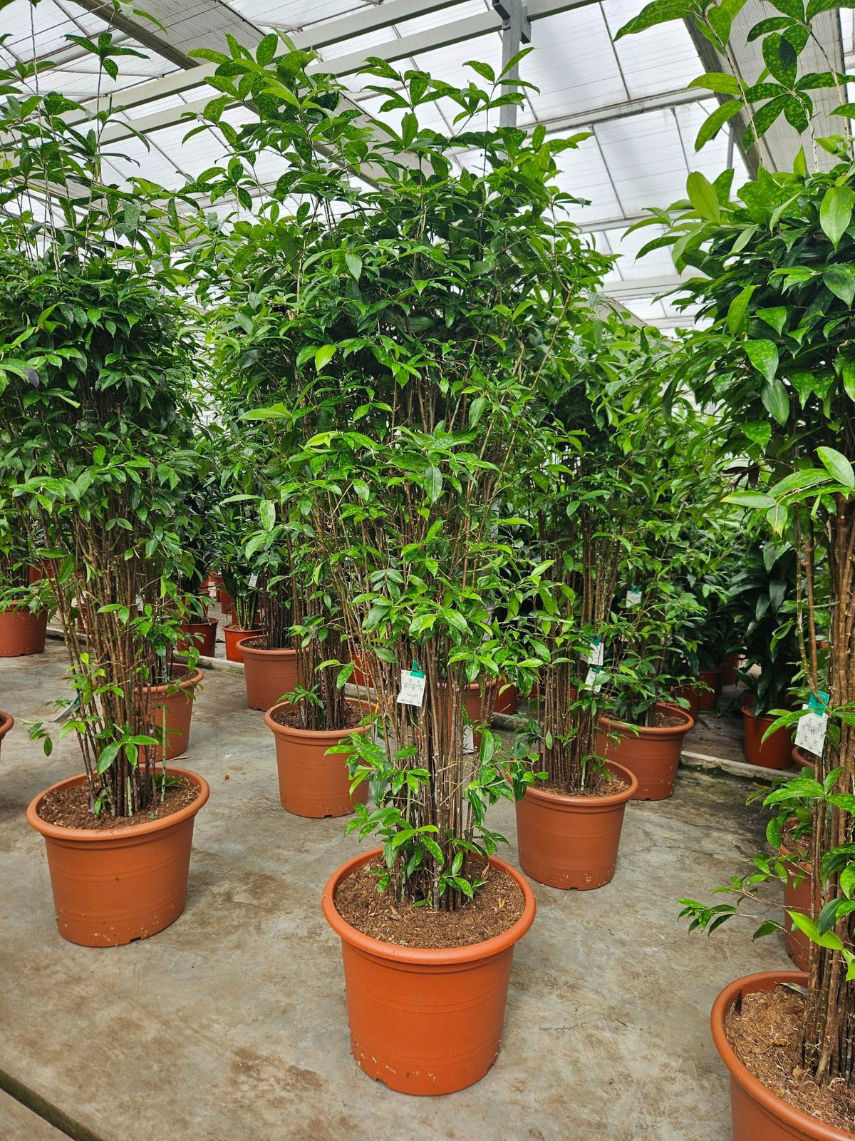 Dracaena surculosa 250cm 55cm Pot