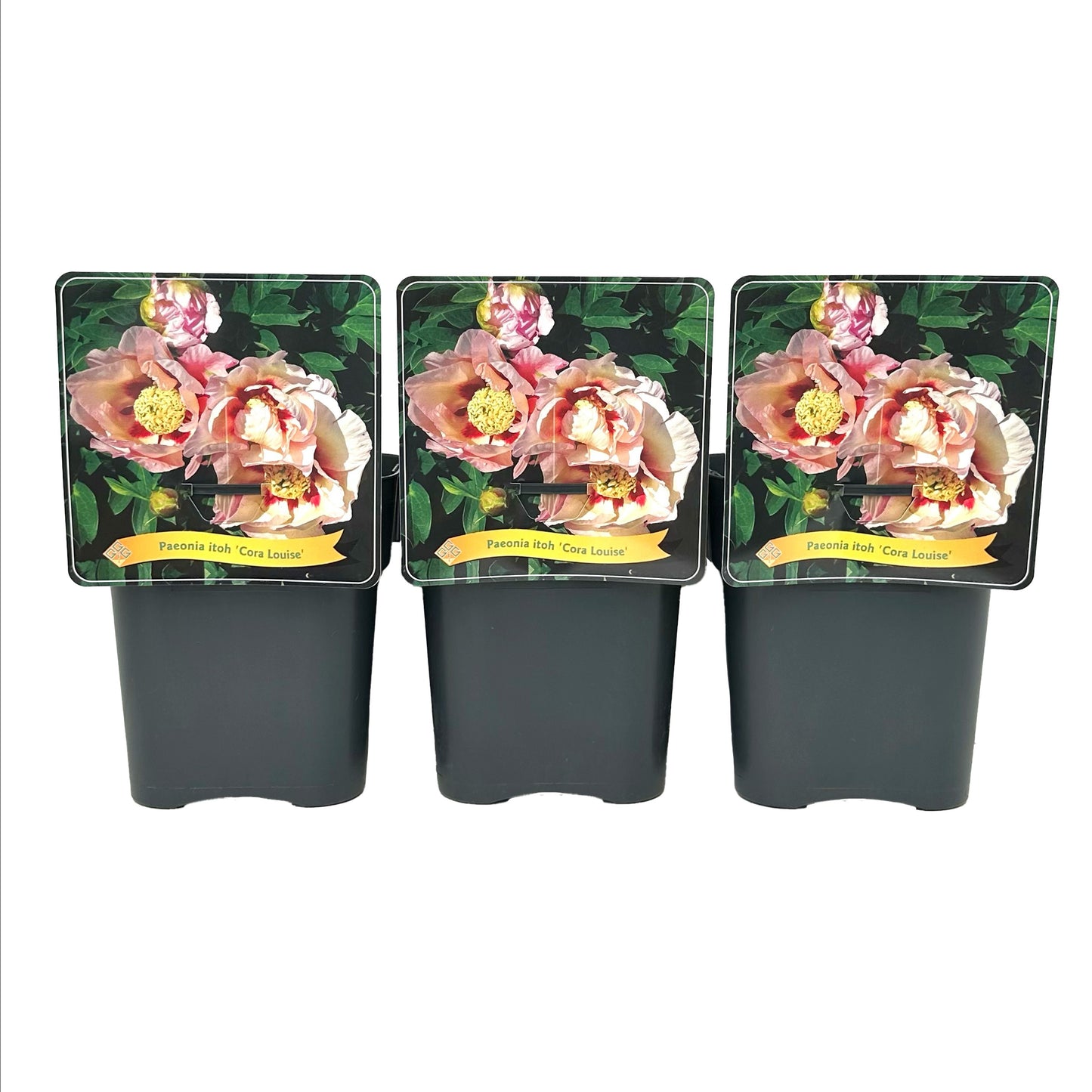 Gebr. Griffioen Paeonia Itoh Cora Louise Pack of 1