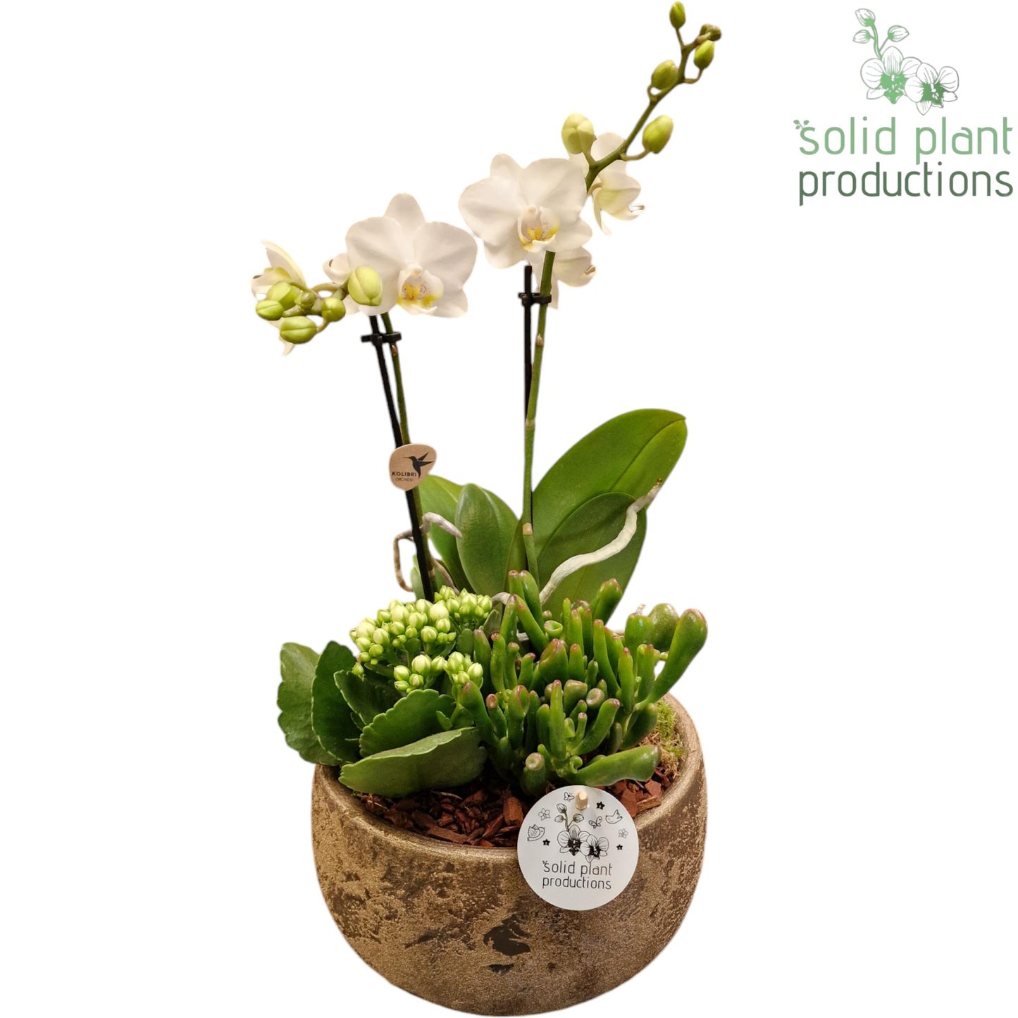 PH061 Esra Small Gold 45cm 21cm Pot