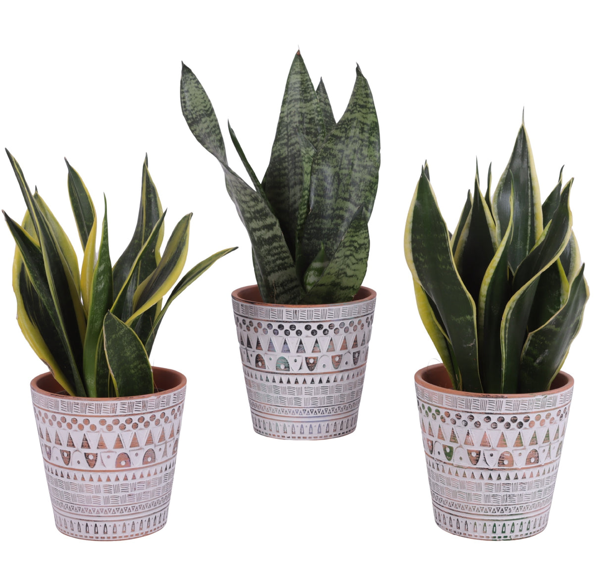 Sansevieria trifasciata 35cm 14cm Pot