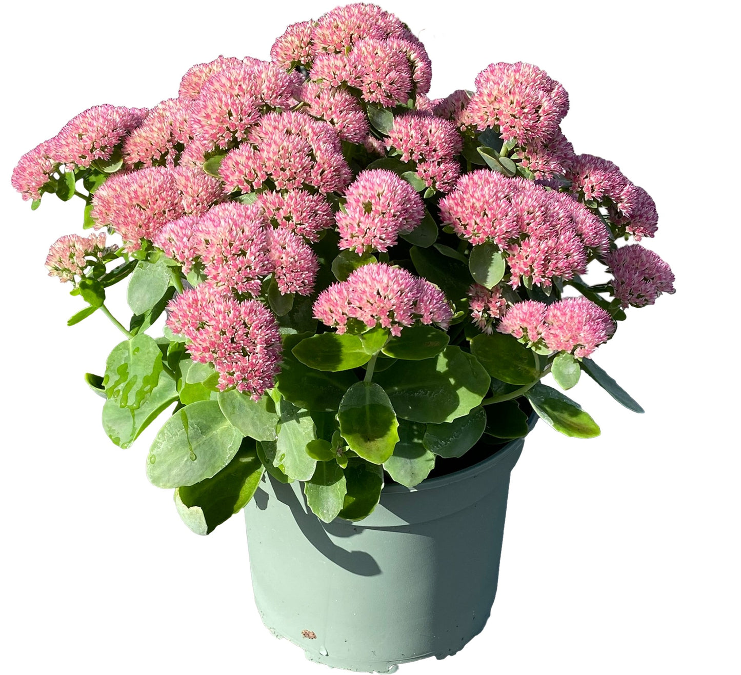 Woudenberg, VOF Gebr. van Sedum Herbstfreude Pack of 1