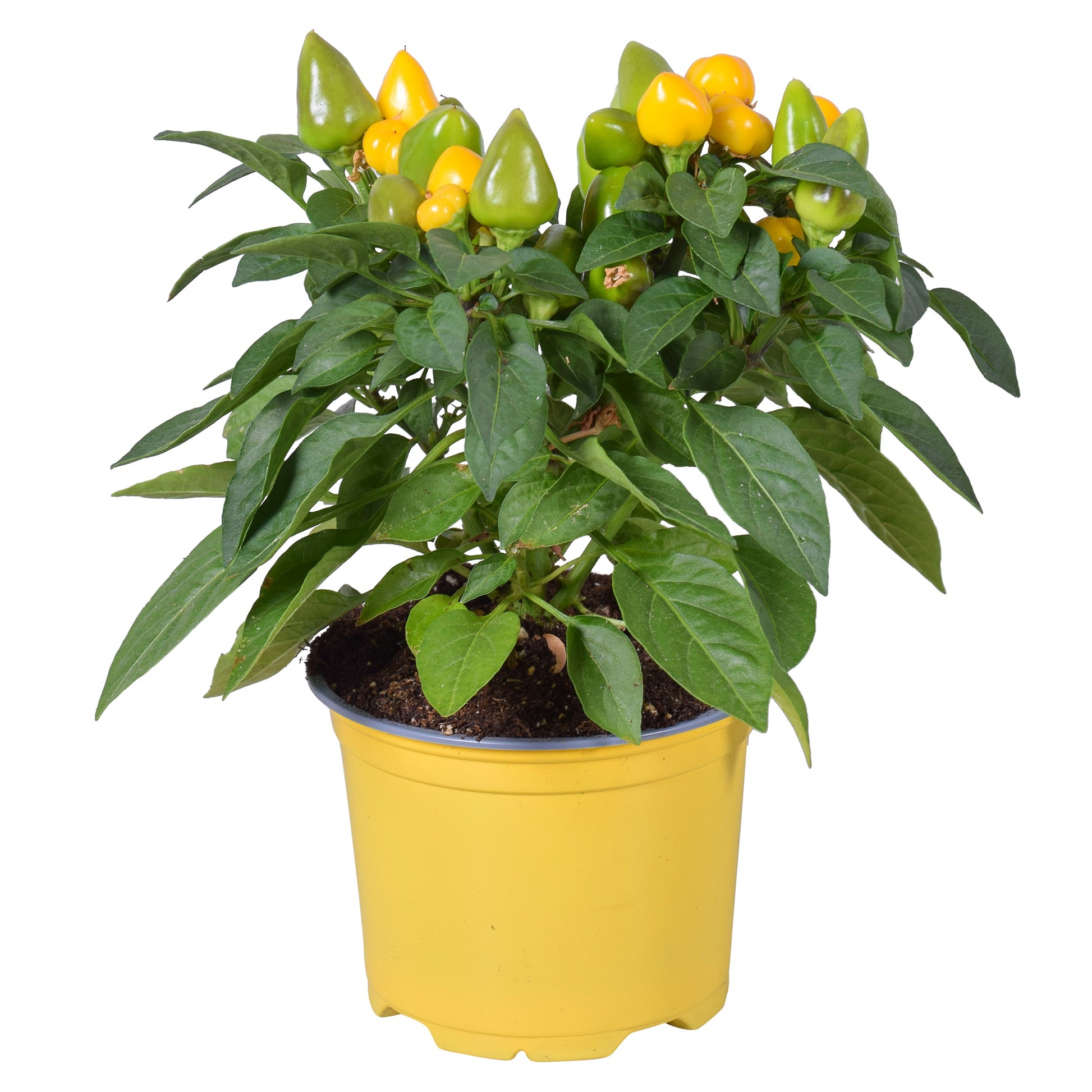 Adrichem Potplanten Capsicum ann. Samba Yellow Pack of 6
