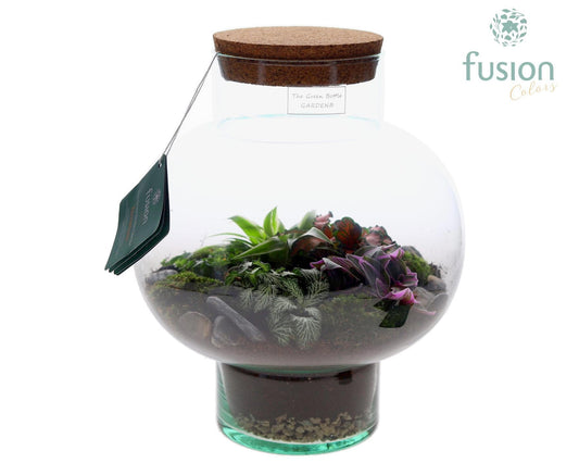 Green Bottle Laura Medium met Terrarium arrangement 5pp 35cm 26cm Pot