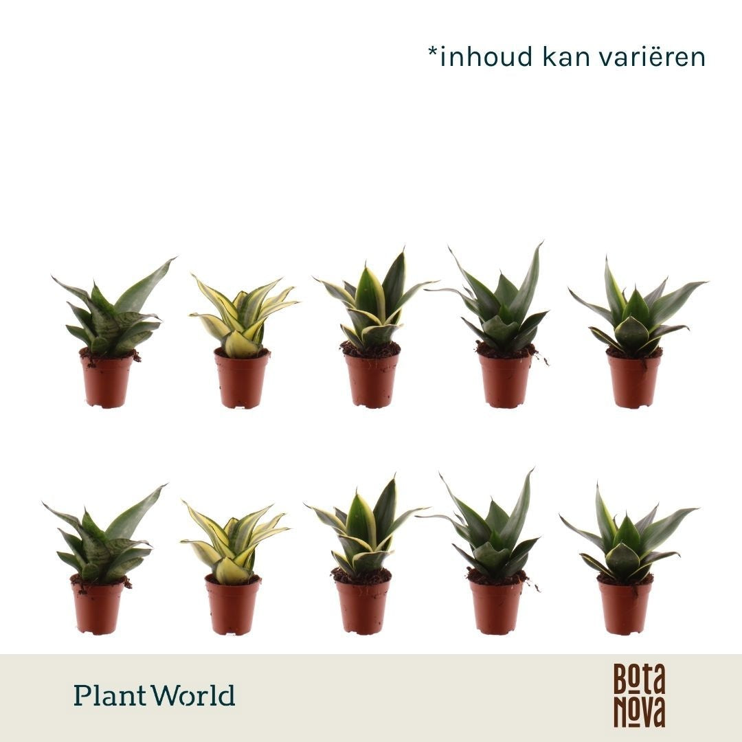 Sansevieria trifasciata 10cm 6cm Pot