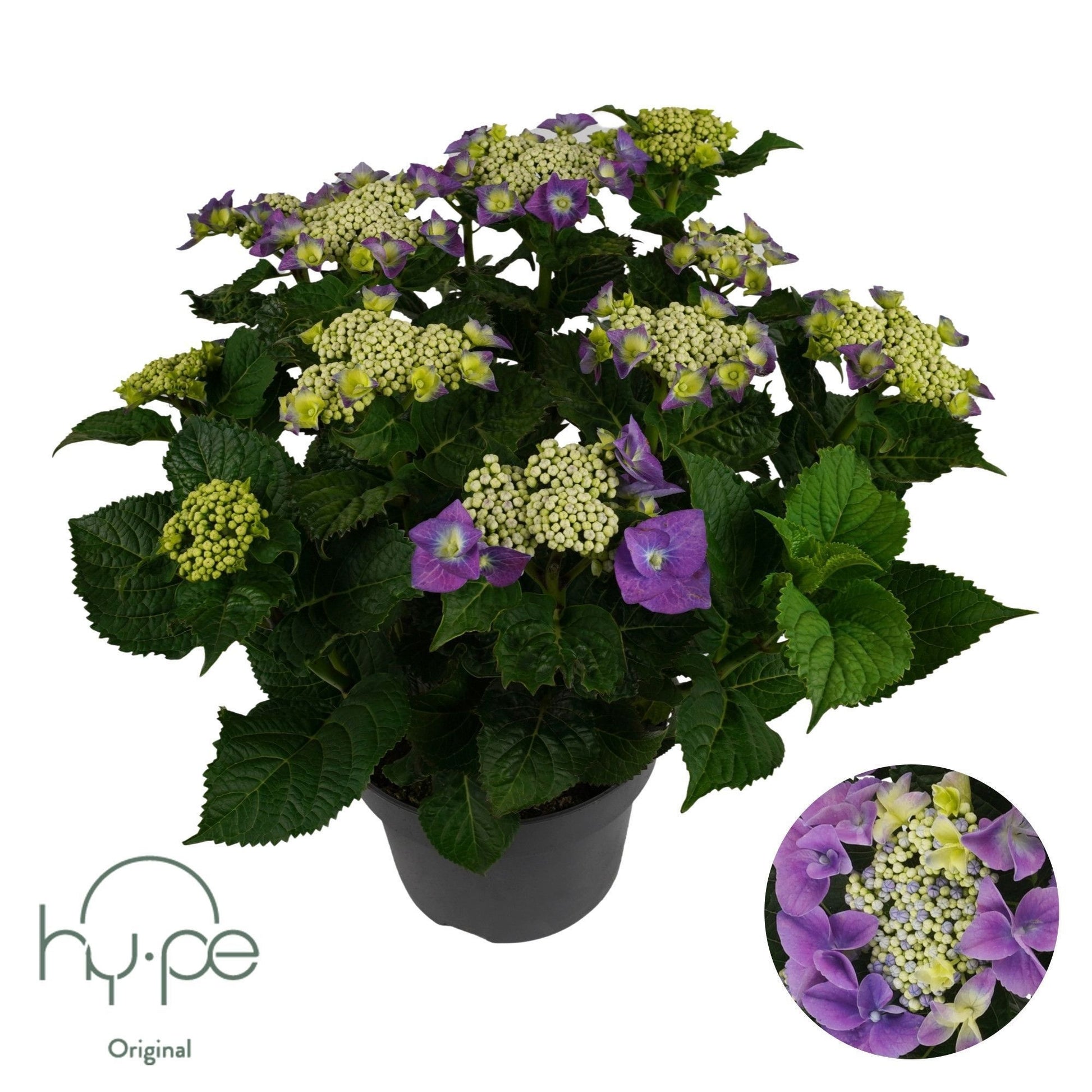 Hydrangea macrophylla mix 45cm 23cm Pot