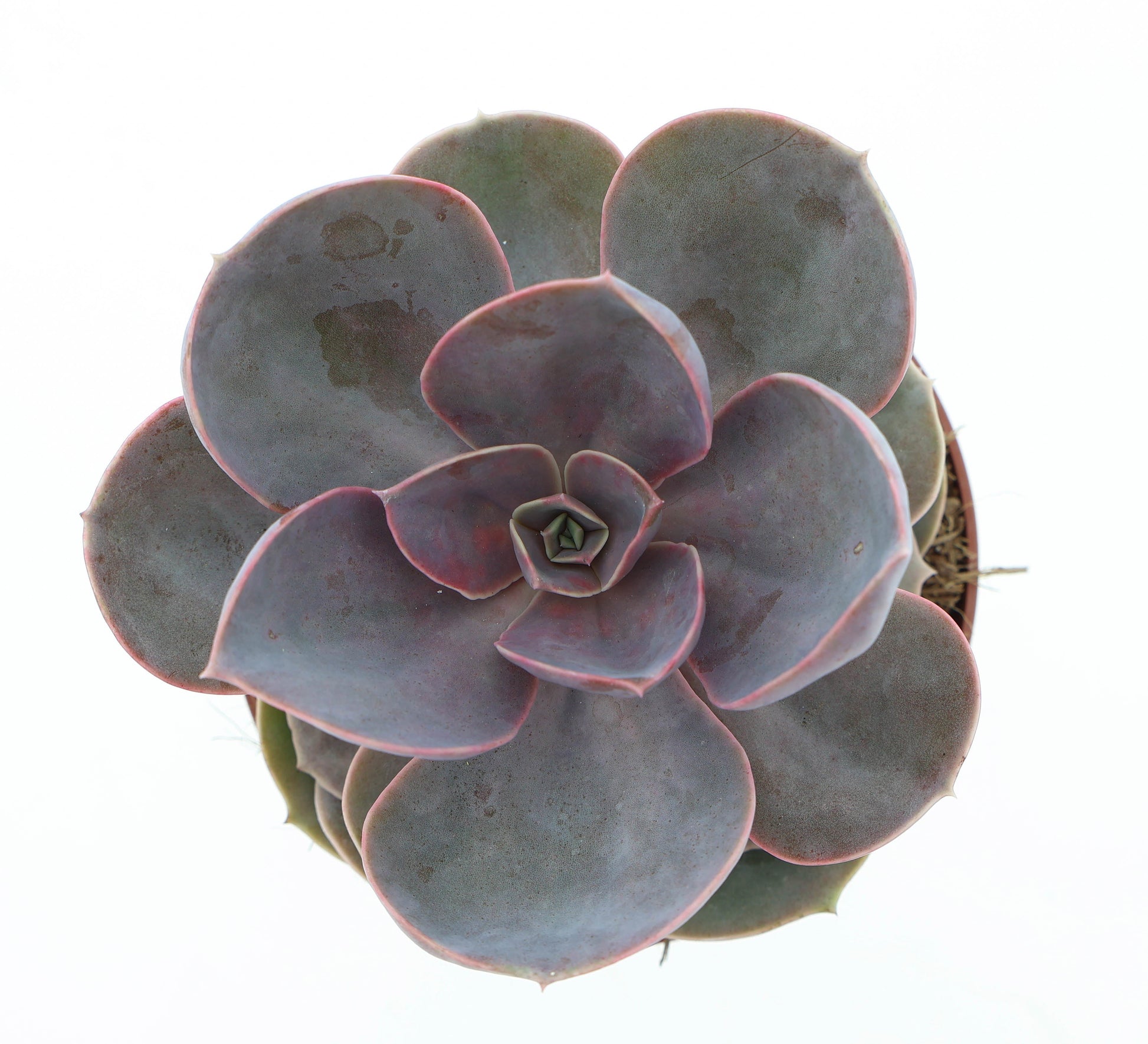 Euro Cactus Holland Bv Echeveria Perle von Nuernberg Pack of 6