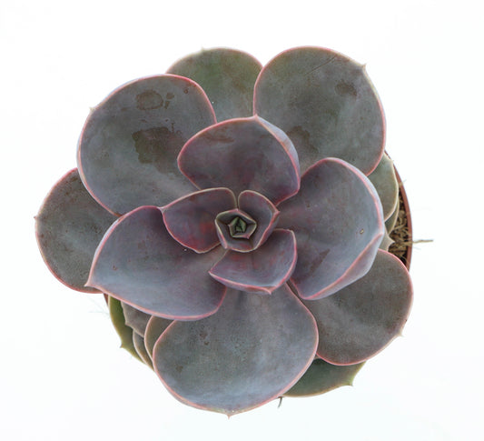 Euro Cactus Holland Bv Echeveria Perle von Nuernberg Pack of 6