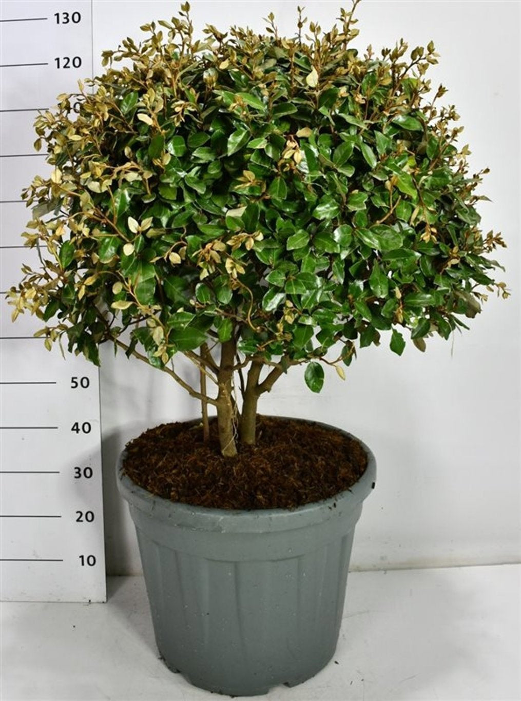 Elaeagnus ebbingei 125cm 51cm Pot