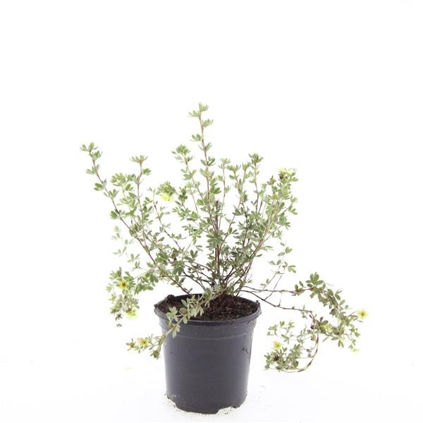 Boer, W.T.M. de Potentilla frut. Primpink Beauty Pack of 8