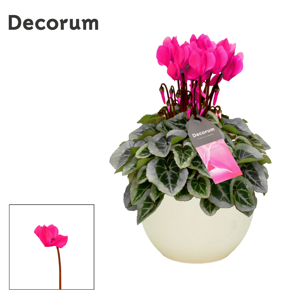 Cyclamen Picasso 25cm 13cm Pot