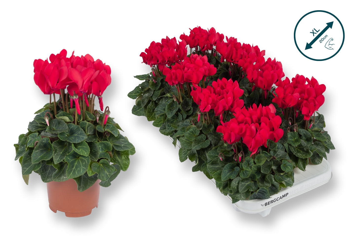 Cyclamen Compact red 25cm 10.5cm Pot