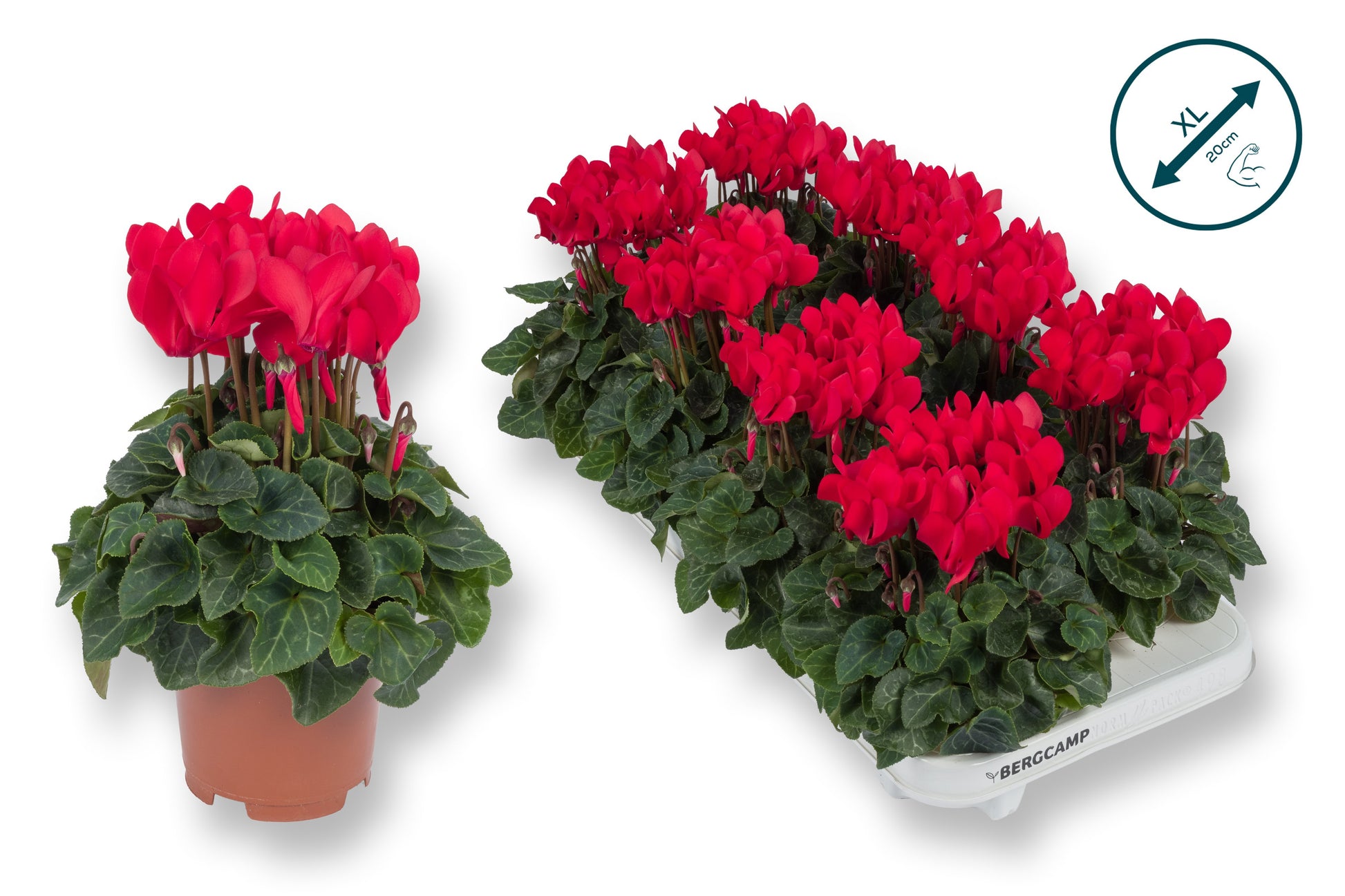 Cyclamen Compact red 25cm 10.5cm Pot
