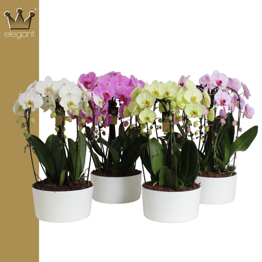 Phalaenopsis Elegant cascade 55cm 25cm Pot