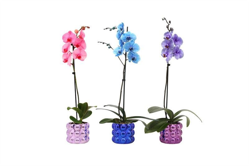 Logico Phalaenopsis Hybrid Pack of 3