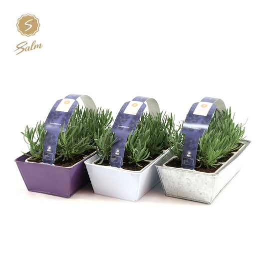 Lavandula angustifolia 20cm 1cm Pot