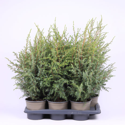 Juniperus Hibernica 55cm 17cm Pot