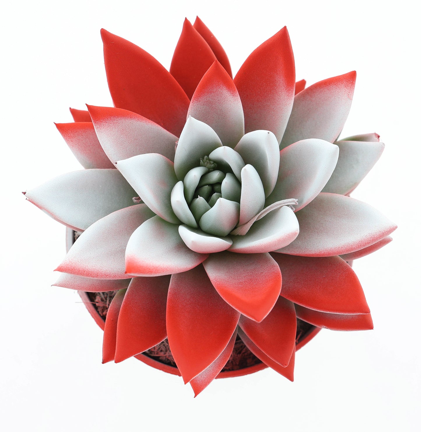 Rainbow Austria 12cm 510cm Pot