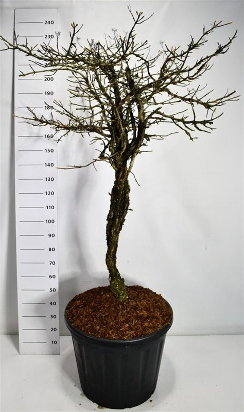 Hydrangea petiolaris 220cm 65cm Pot