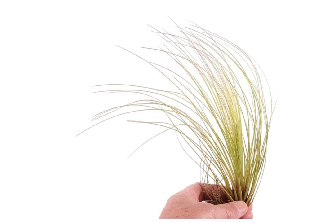 Tillandsia ionantha 20cm 999cm Pot