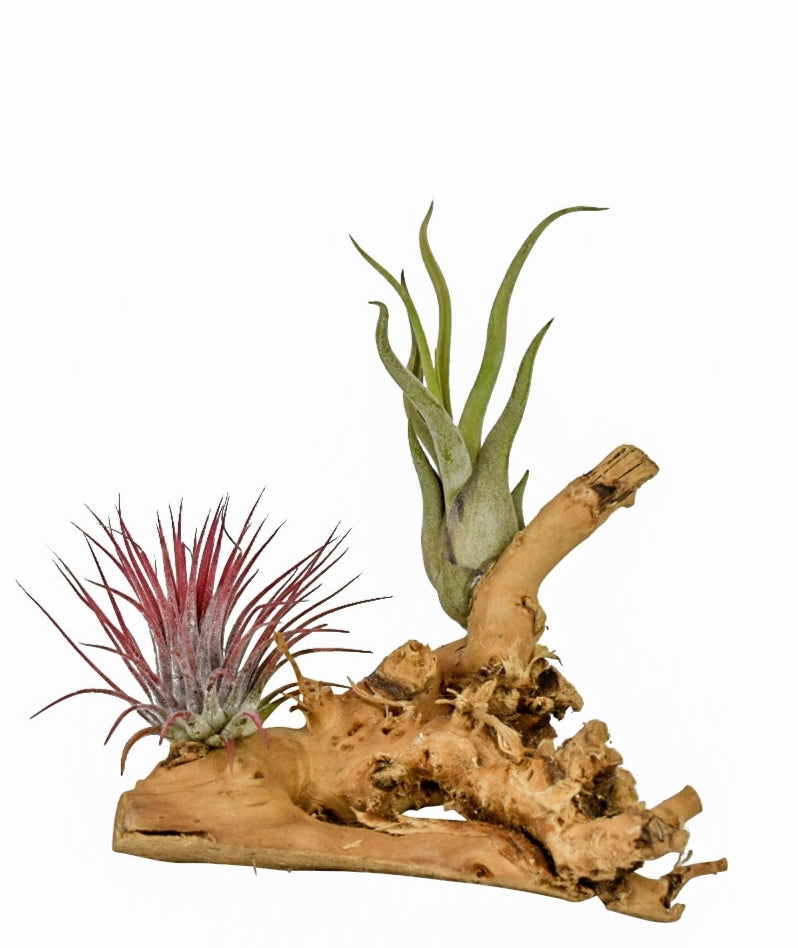 Tillandsia cyanea 10cm 10cm Pot