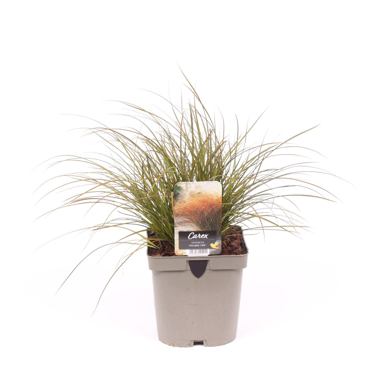 Carex tes. Prairie Fire Color Grass 35cm 17cm Pot