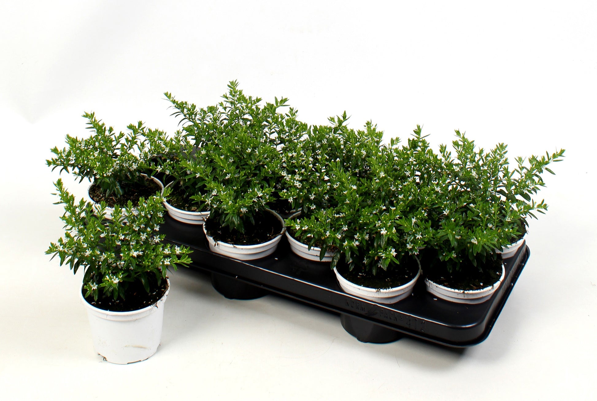 Cuphea hys. Myrtis White 15cm 510cm Pot