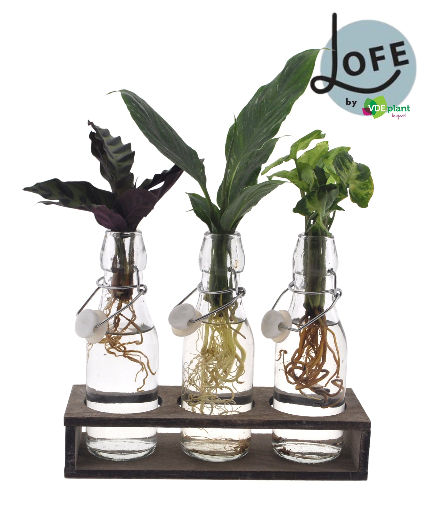VDE plant BV Foliage houseplants mix Pack of 2