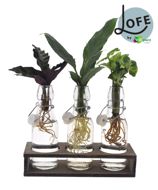VDE plant BV Foliage houseplants mix Pack of 2