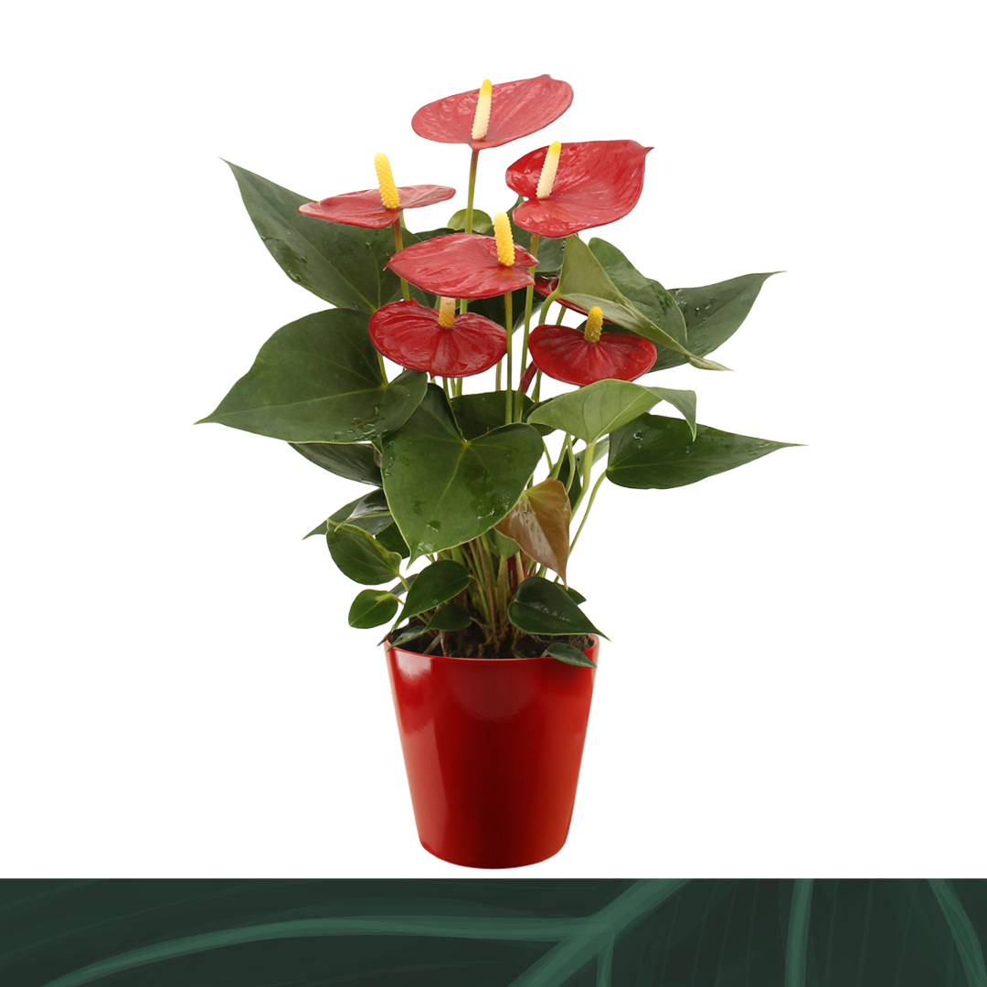 Amazoneplants BV Anthurium Aristo (+ drp.ceramic) Pack of 6
