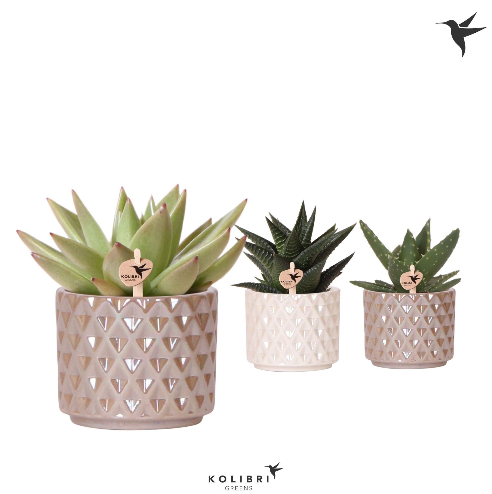 Succulent mix 11cm 6cm Pot