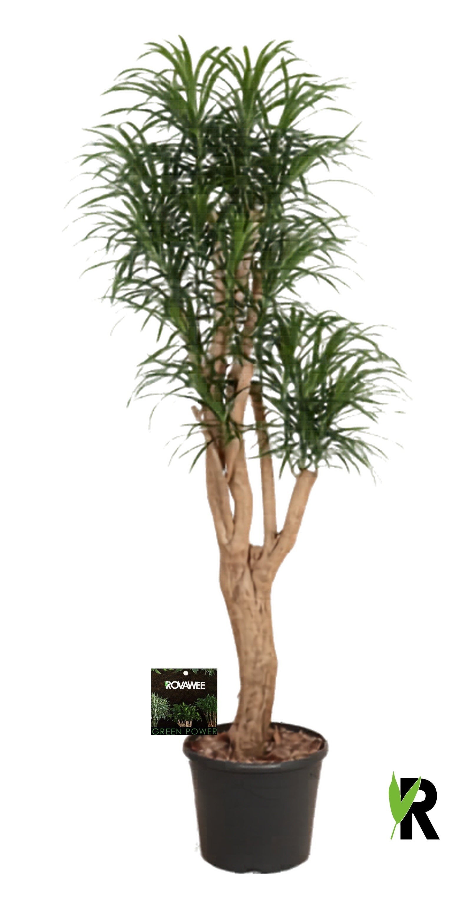 Dracaena ref. Anita 180cm 35cm Pot