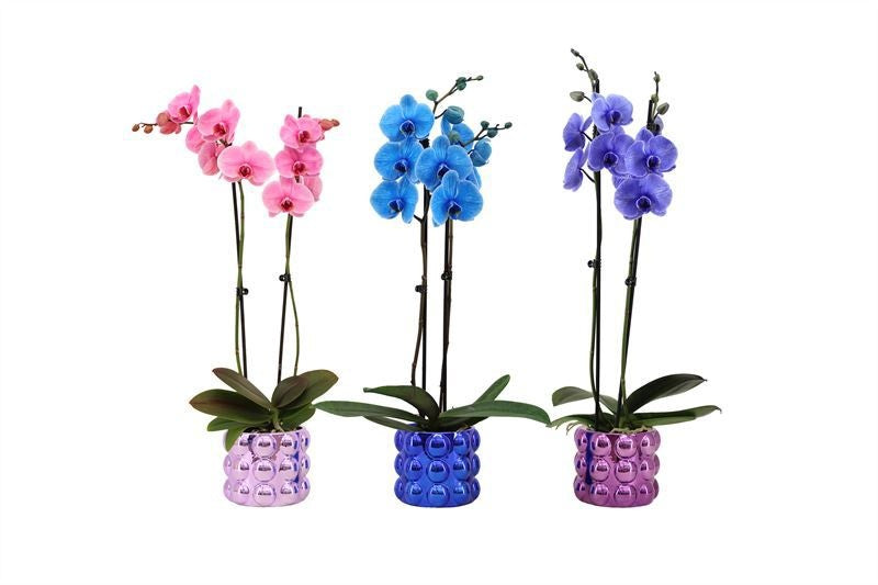 Phalaenopsis Hybrid 55cm 12cm Pot