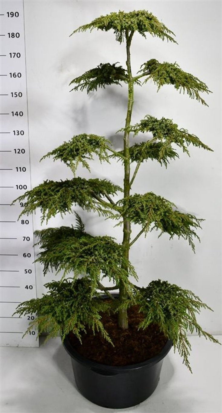 Juniperus Green Carpet 180cm 54cm Pot