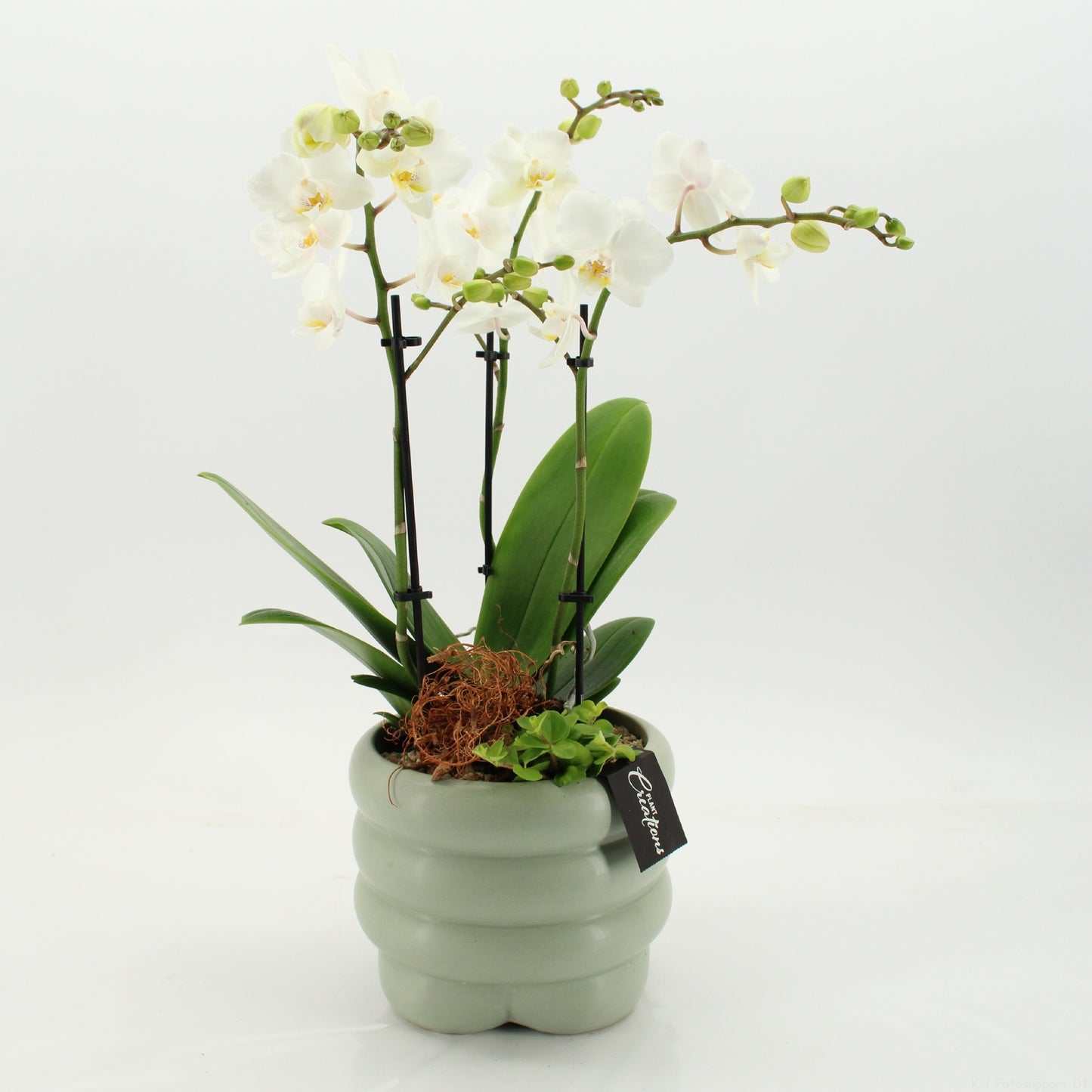 PHAL-2658W Phalaenopsis creatie 55cm 18cm Pot