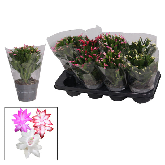 Schlumbergera mix 27cm 13cm Pot