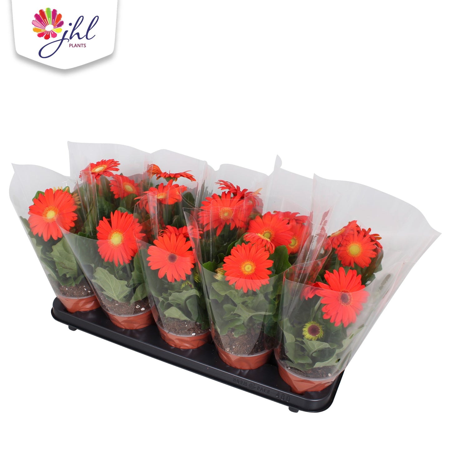 Gerbera Colourgame orange 30cm 12cm Pot