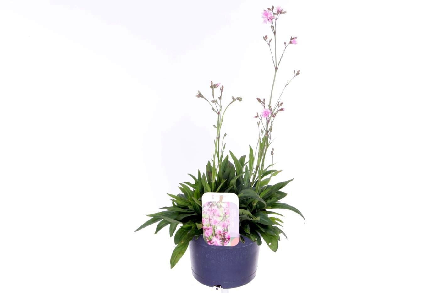 Lychnis 55cm 17cm Pot