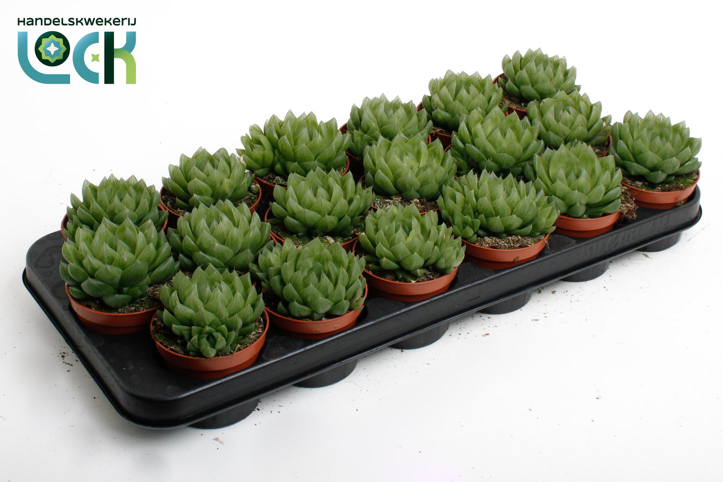 Haworthia cooperi 10cm 8.5cm Pot