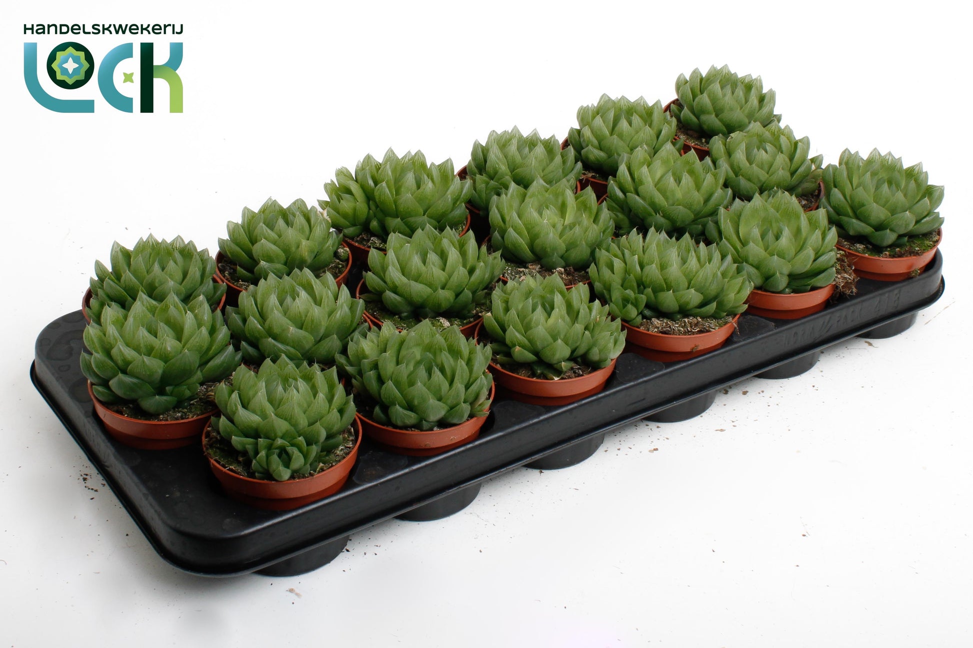 Haworthia cooperi 10cm 8.5cm Pot