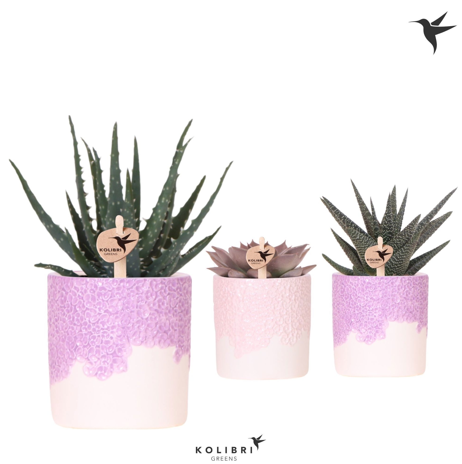 Succulent mix 22cm 9cm Pot