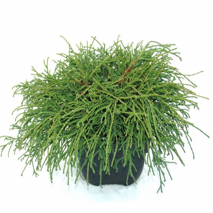 Chamaecyparis Filifera Nana 40cm 17cm Pot