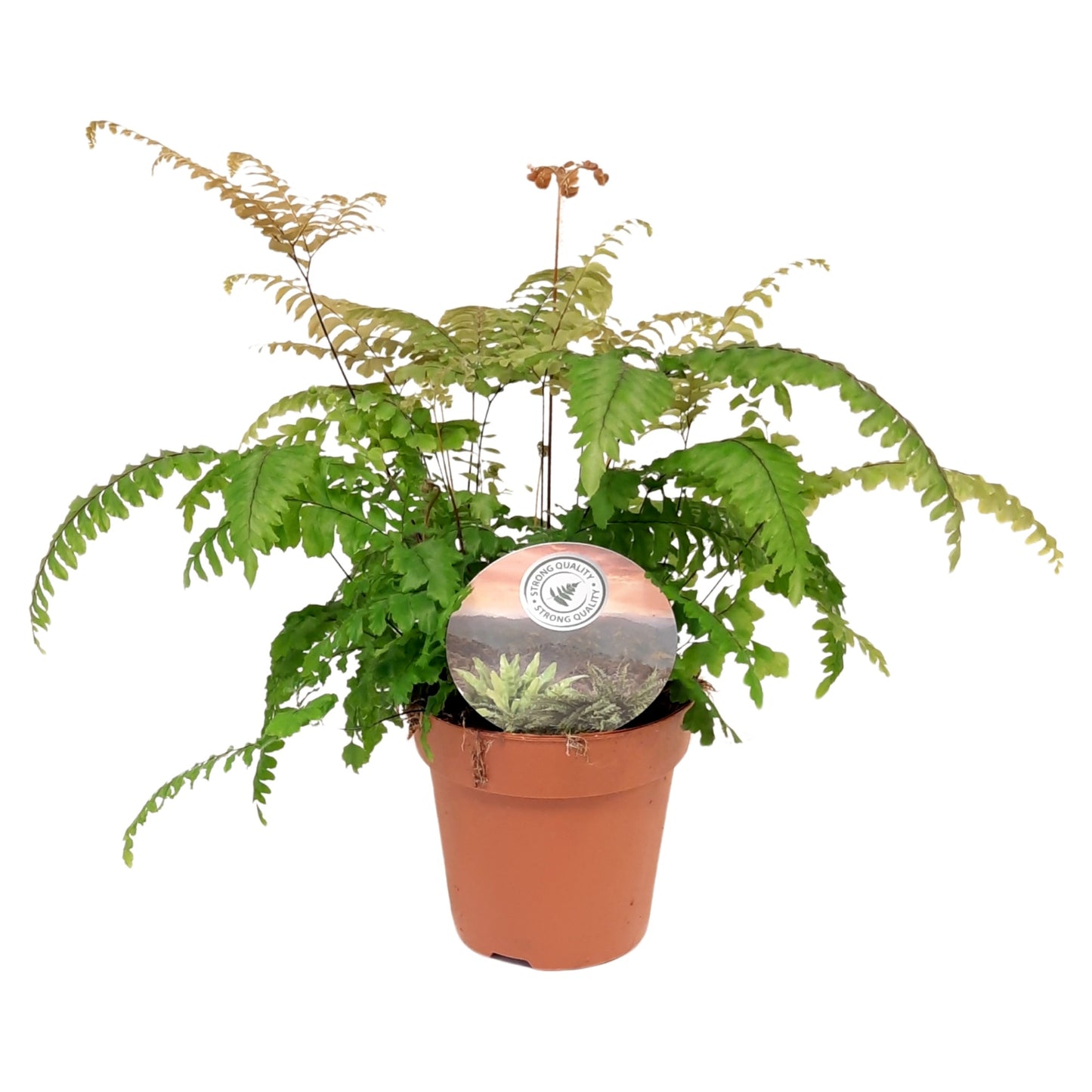 Adiantum Bronze Venus 35cm 12cm Pot