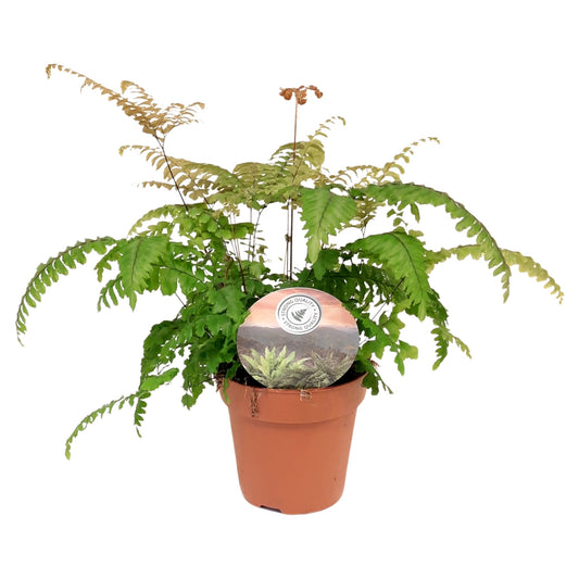 Adiantum Bronze Venus 35cm 12cm Pot
