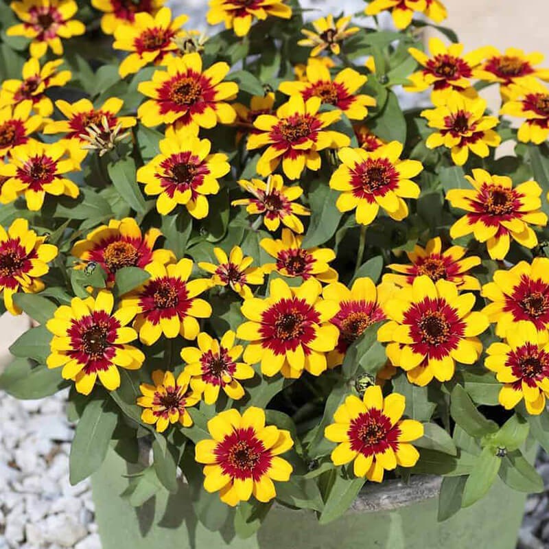 Zinnia elegans 30cm 27cm Pot
