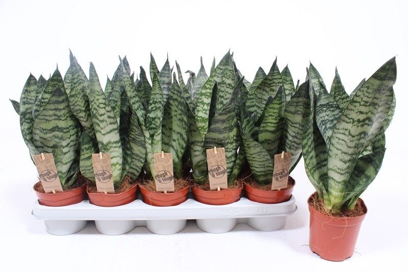 Sansevieria Zeylanica 40cm 12cm Pot