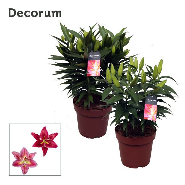 Lilium oriental mix 45cm 19cm Pot