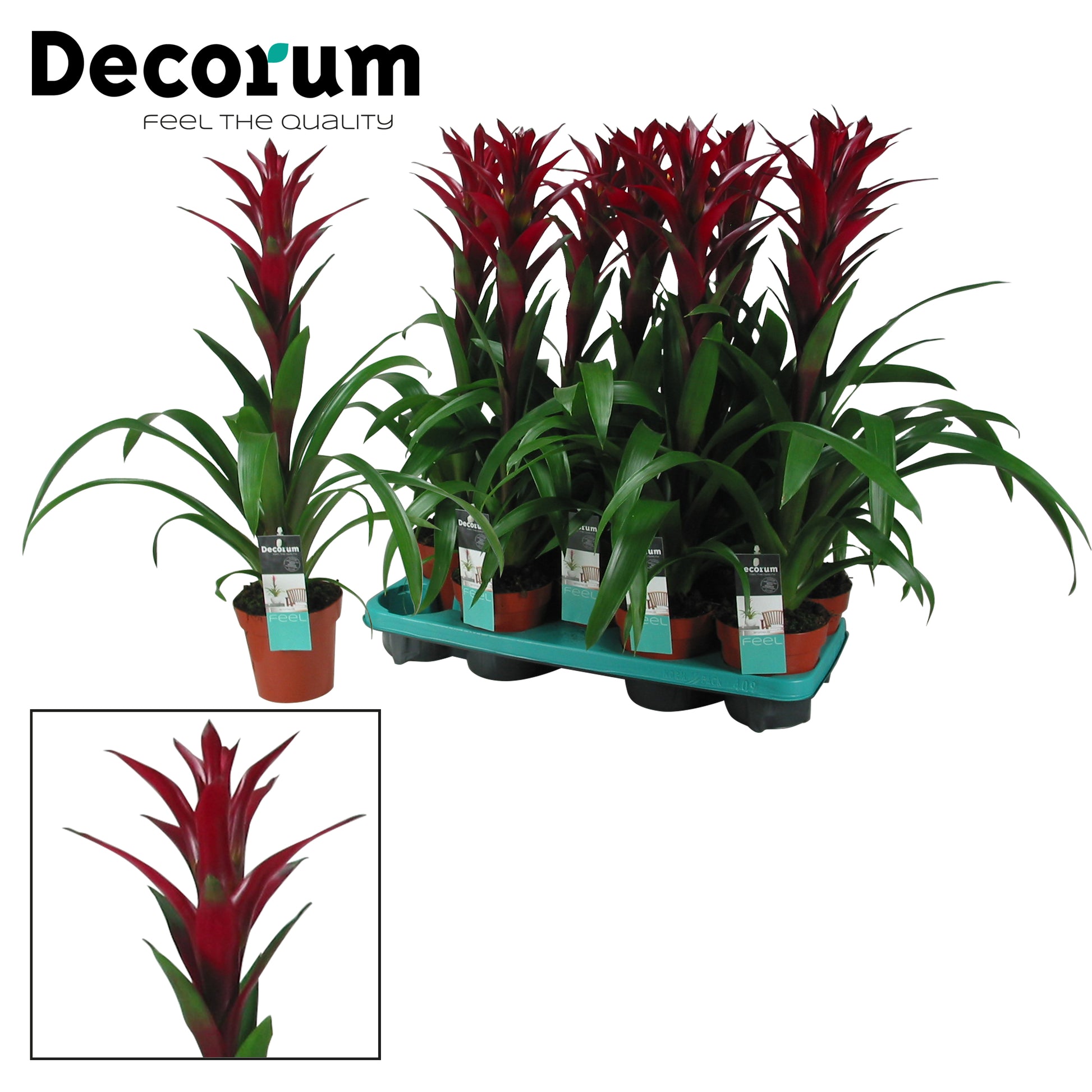 Guzmania Switch 60cm 13cm Pot