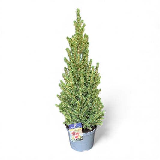Picea glauca Conica 80cm 23cm Pot