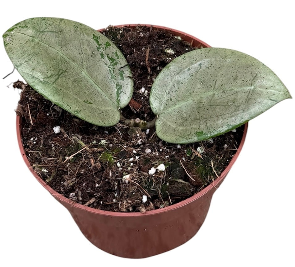 Hoya australis 15cm 10.5cm Pot