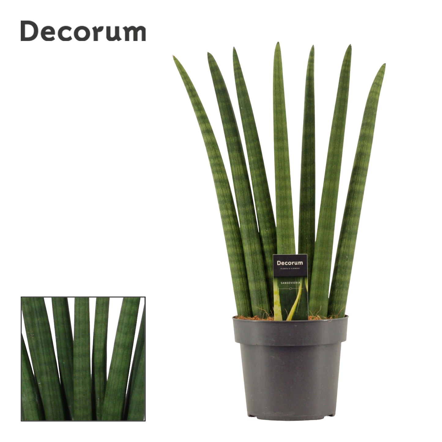 Sansevieria Cylindrica Fan 55cm 17cm Pot